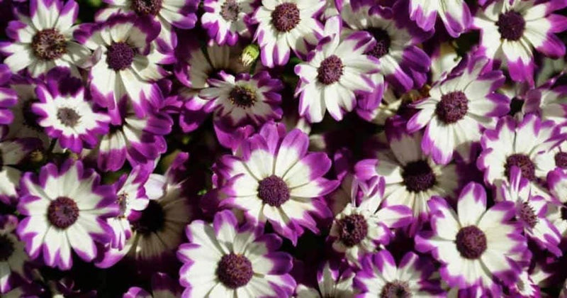 White (White scientific name) for planting in garden
