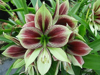 Light Green Hippeastrum Rutilum Flower Seeds ƒ?? Heirloom Non-GMO Amaryllis Blooms for Exotic Gardens