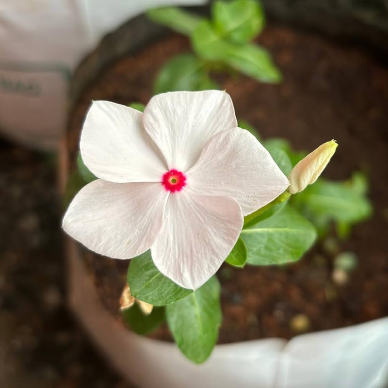 White Vinca Rosea Plant Seeds for Planting - Non-GMO Heirloom Garden Seeds for Growing seeds for planting in home garden