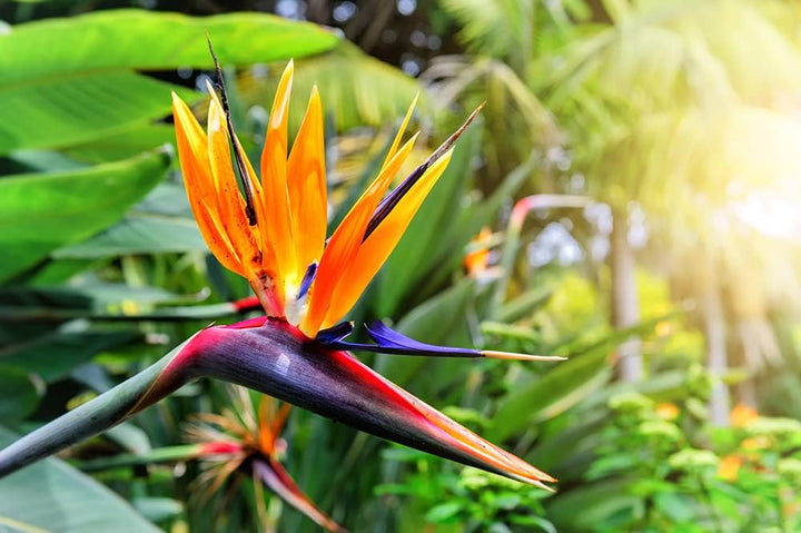 Orange Bird of Paradise Flower Seeds for Planting â€“ Non-GMO Heirloom Seeds