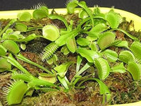 Heirloom Non-GMO Venus Fly Trap Flower Seeds for Carnivorous Indoor and Terrarium Planting