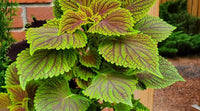 Heirloom Green Brown Coleus Seeds for Planting – Non-GMO, Unique Colorful Foliage Variety