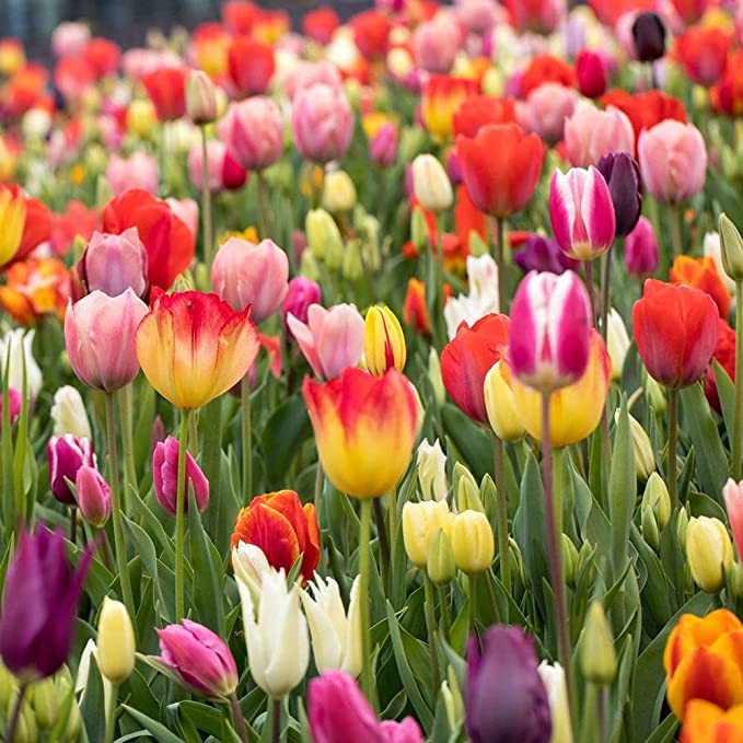 Tulip Bulbs for Planting – Indoor Perennial Tulip Mix for Colorful Garden Displays