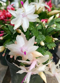 Schlumbergera Flower Seeds for Planting 100 pcs