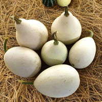 White Nest Egg Gourd Vegetable Seeds for Planting
