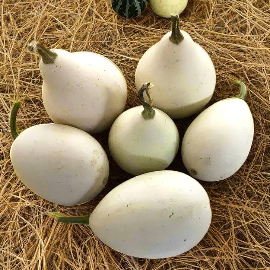 White Nest Egg Gourd Vegetable Seeds for Planting