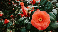 Camellia Orange Flower Seeds – Heirloom Non-GMO Garden Blooms for Lush Landscaping