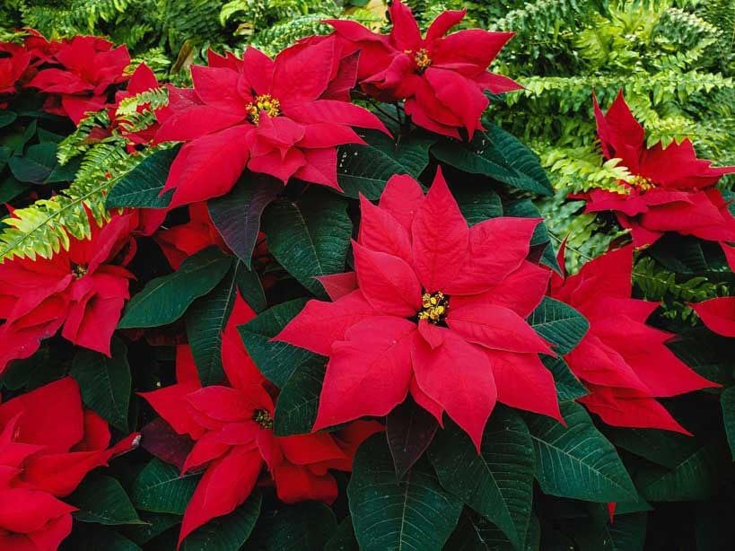 Heirloom Non-GMO Mixed Poinsettia Flower Seeds for Planting – Colorful Festive Blooming Seeds