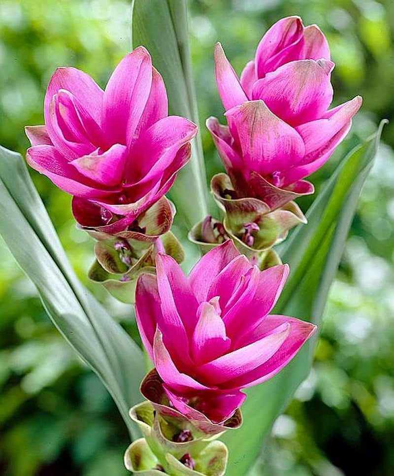 Rhizoma Curcuma Flower Seeds for Planting, Fresh, NON GMO Seeds seeds for planting in home garden