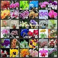 Heirloom Mixed Butterfly Orchid Flower Seeds ƒ?? Non-GMO Vibrant Blooms for Garden Planting for planting in your garden.