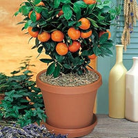 Bonsai Orange Tree Seeds for Planting - Edible & Decorative Fruit Trees