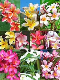 Mixed Egg Flower Seeds for Garden Planting – Heirloom, Non-GMO Bright Bloom Variety