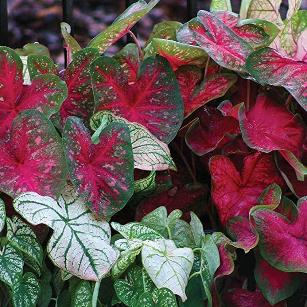 Red Caladium Bulbs | Variegated Foliage Perennial for Shade Gardens