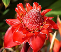 Ginger Etlingera Elatior Flower Seeds for Planting -Hierloom Flower Seeds