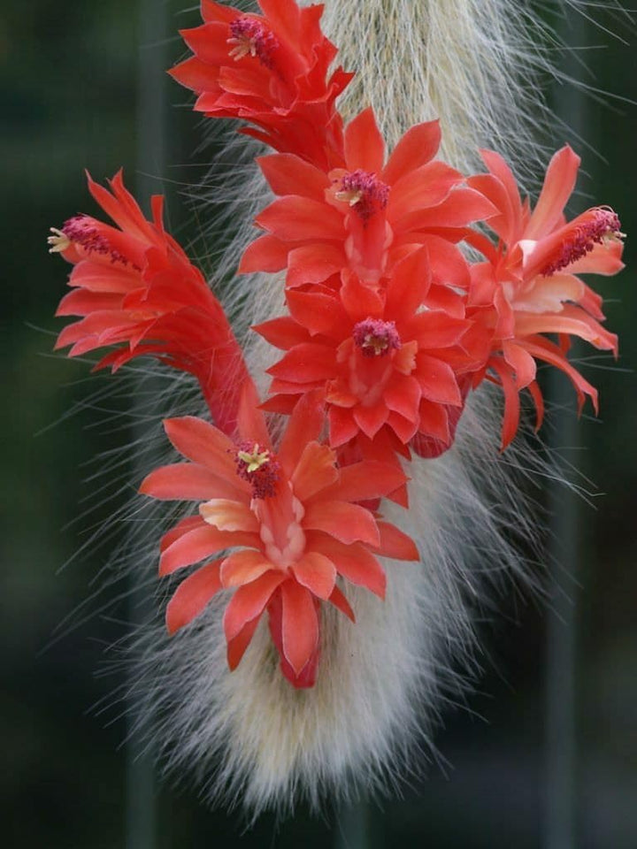 Fresh Monkey Tail Flower Seeds for Planting - 100 pcs