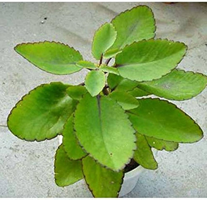 Heirloom Non-GMO Kalanchoe Pinnata Plant Seeds for Garden â€“ Medicinal Succulent Variety