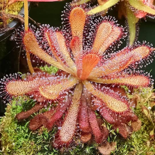 Heirloom Non-GMO Mixed Sundew Plant Seeds for Garden Growing â€“ Carnivorous Insect-Trapping Variety