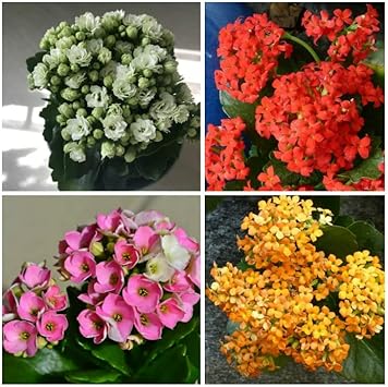 Organic Multi-Color Kalanchoe Flower Seeds for Planting ƒ?? Heirloom, Non-GMO