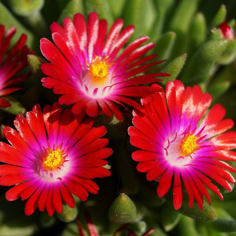 Heirloom Delosperma Carmine Flower Seeds, Non-GMO Bright Ice Plant Blooms for Rock Garden Planting