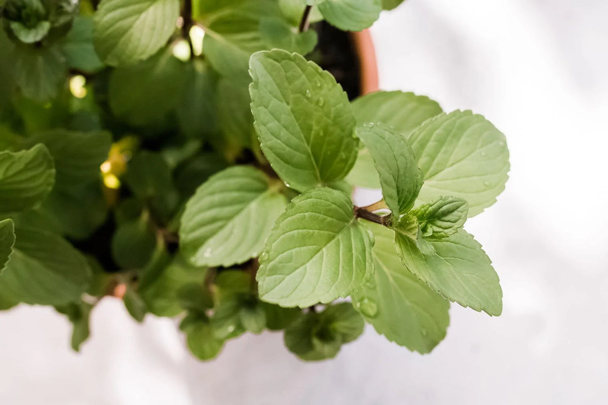Chocolate Mint Herb Seeds