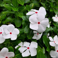 Heirloom Non-GMO Periwinkle Vinca Flower Seeds for Planting – Hardy Ground Cover Garden Blooms