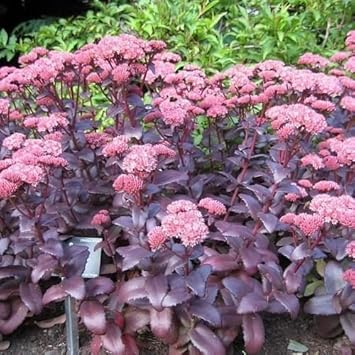 Pink Sedum Telephium Plant Seeds for Planting - NON GMO Seeds