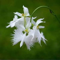 Egret Orchid Flower Seeds for Planting - NON GMO Seeds