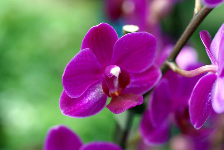 Violet Phalaenopsis Orchid Seeds for Planting - NON GMO Seeds