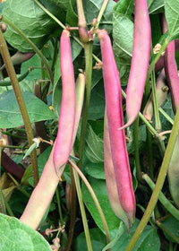 Pink White Bean Pinto Vegetable Seeds for Planting heirloom & Non-GMO Seeds
