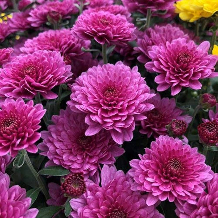Crucianella Flower Seeds for Planting, Pink Variety, 100 pcs