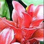 Red Curcuma Aeruginosa Plant Seeds for Planting -NON GMO Seeds for planting in home garden