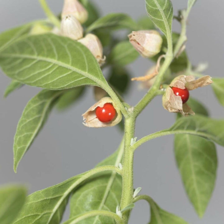 Heirloom Non-GMO Ashwagandha Flower Seeds for Planting – Medicinal Herb Seeds for Healing Gardens