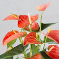 Anthurium Flower Seeds Heirloom Non GMO Planting - 100 pcs