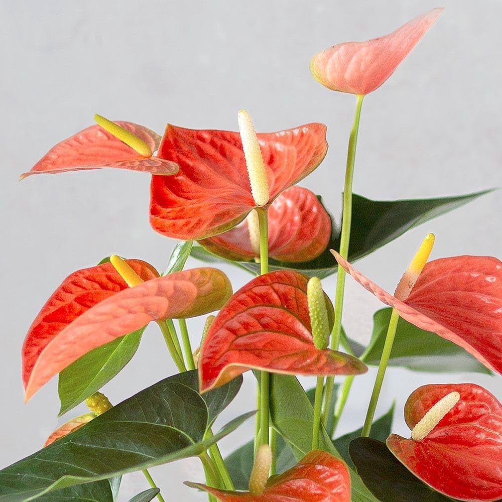 Anthurium Flower Seeds Heirloom Non GMO Planting - 100 pcs