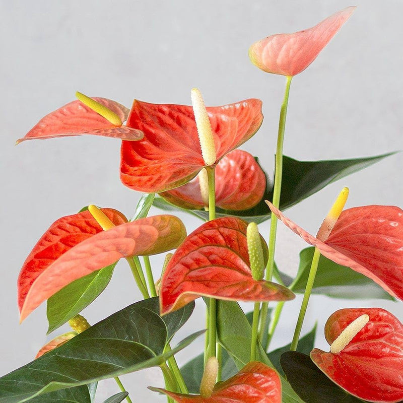 Anthurium Flower Seeds Heirloom Non GMO Planting - 100 pcs