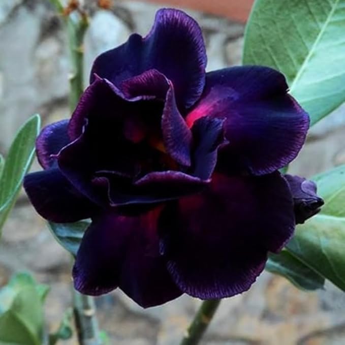 Organic Purple Adenium Flower Seeds for Planting – Heirloom, Non-GMO
