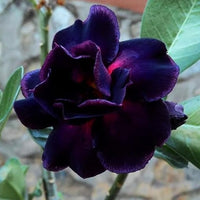 Organic Purple Adenium Flower Seeds for Planting – Heirloom, Non-GMO