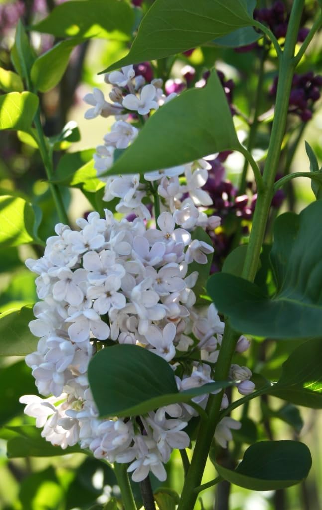 Lilac Flower Seeds for Planting-NON GMO Seeds