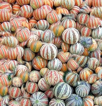 Kajari Melon Fruit Seeds for Growing Sweet and Juicy Melons 100 Pcs pcs