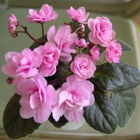 Organic Light Pink African Violet Flower Seeds for Planting ƒ?? Heirloom, Non-GMO for planting in your garden.