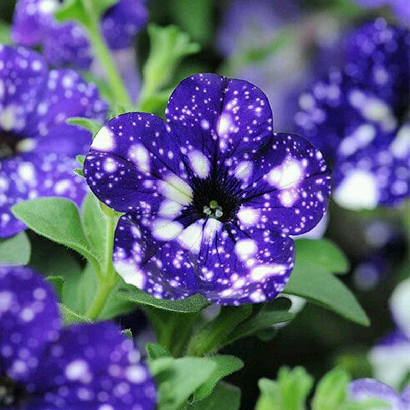 Blue & White Petunia Flower Seeds for Planting - Heirloom, NON-GMO Garden Blooms - Easy to Grow for planting in your garden.
