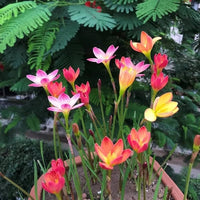 Mixed Rain Lily Flower Seeds for Planting - NON GMO Seeds