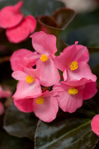 Heirloom Non-GMO Light Pink Begonia Flower Seeds for Planting – Shade-Loving Blooming Seeds