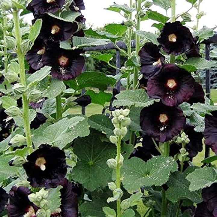 Heirloom Non-GMO Black Hollyhock Flower Seeds for Planting – Tall Dramatic Blooms for Cottage Gardens