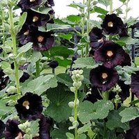 Heirloom Non-GMO Black Hollyhock Flower Seeds for Planting – Tall Dramatic Blooms for Cottage Gardens