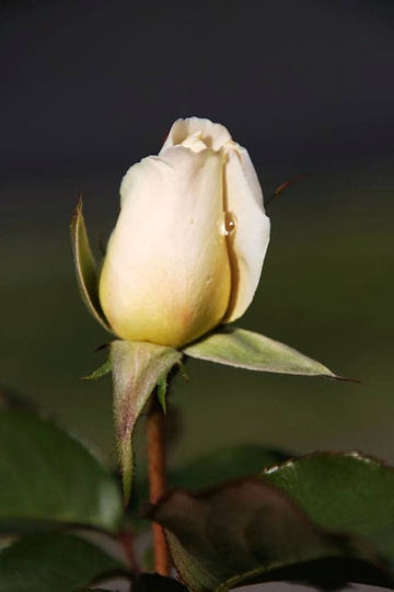 Cream Dragon Rose Plant Seeds for Planting Non-GMO Heirloom Garden Seeds for Your Garden seeds for planting in home garden
