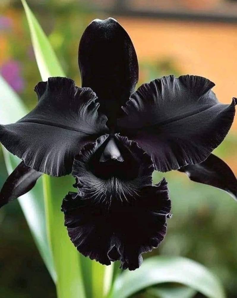 Black Dendrobium Flower Seeds for Planting - NON GMO Seeds