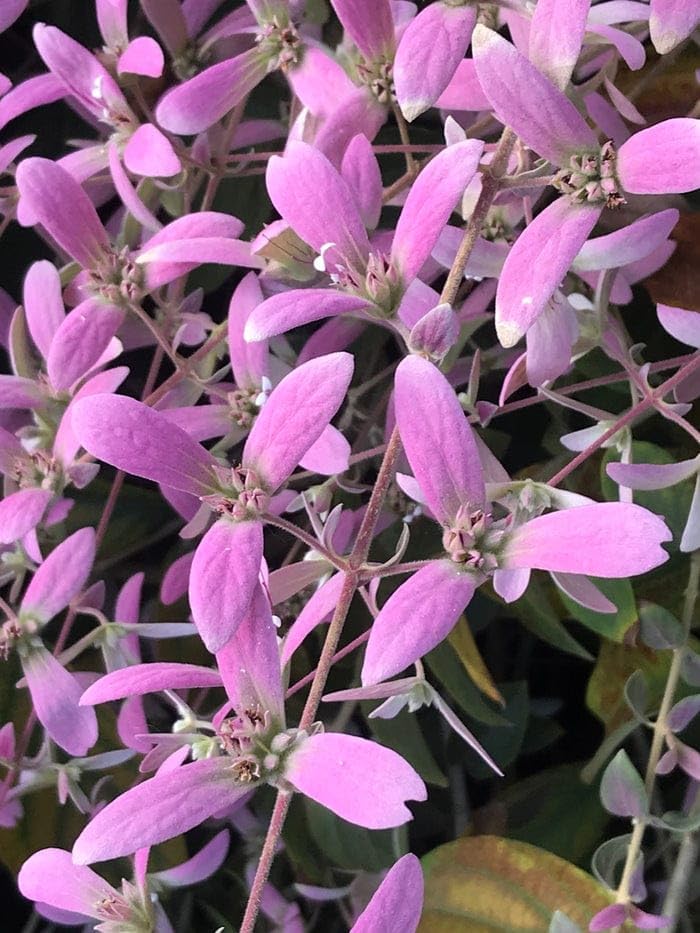 Shower Orchid (Congea Tomentosa) flower seeds – heirloom, non-GMO seeds for planting