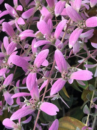 Shower Orchid (Congea Tomentosa) flower seeds – heirloom, non-GMO seeds for planting
