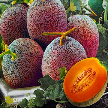 Melon Lesya Cucumis melo seeds for planting in home garden